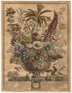 Zwölf Monate Blumen: Dezember, 1730