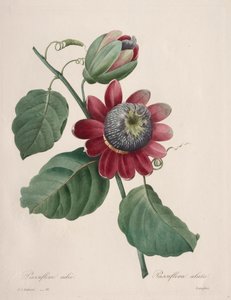 Auswahl der schönsten Blumen...schönste Früchte: Geflügelte Passionsblume