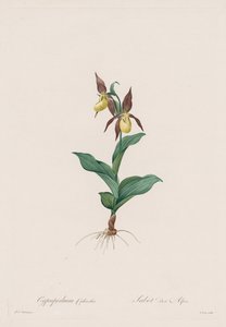 Die Liliengewächse: Cypripedium calceolus