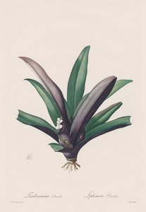 Die Liliengewächse: Tradescantia discolor