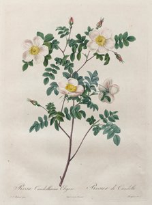 Die Rosen: Rosa Candolleana Elegans von Henry Joseph Redouté