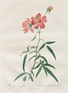 Die Rosen: Rosa Longifolia