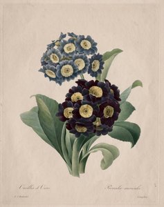Primula auricula von Henry Joseph Redouté
