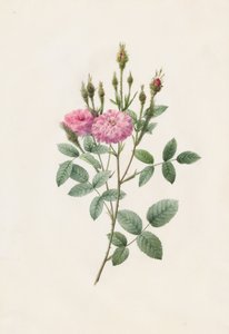 Rosa Pomponiana Muscosa von Henry Joseph Redouté
