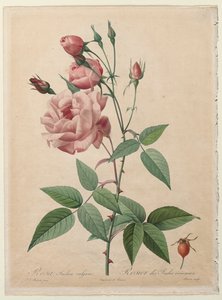 Die Rosen: China- oder Bengal-Rose