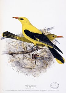 Goldpirol, 1835