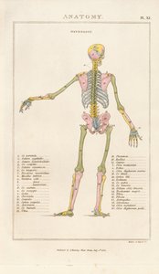 Farbkodiertes menschliches Skelett – Rückansicht von Henry Mutlow