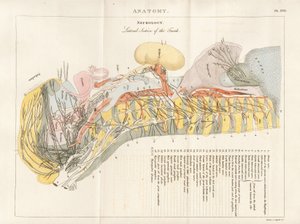 Seitlicher Schnitt des Rumpfes - Neurologie von Henry Mutlow