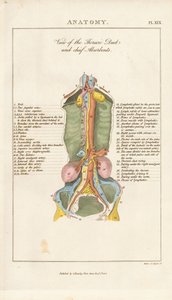Ansicht des Brustmilchgangs und der Hauptabsorbenten von Henry Mutlow