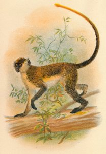 Grüne Meerkatze, 1897