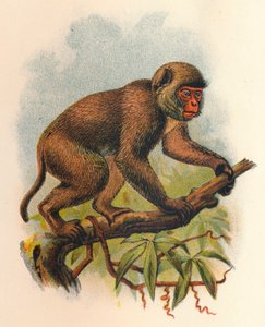 St. Johns Makake, 1897