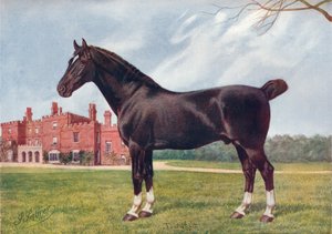 Hackney-Hengst Danegelt, ca. 1905-1910