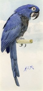 Hyazinth-Ara, ca. 1890