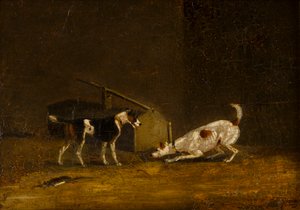 Zwei Terrier beim Ratten