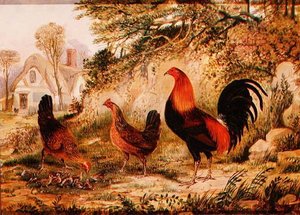 Hahn, Hennen und Küken