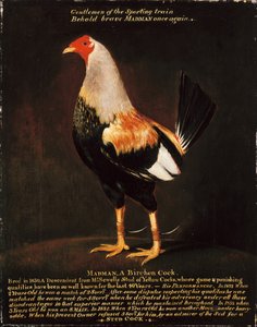 Verrückter, ein Birkenhahn