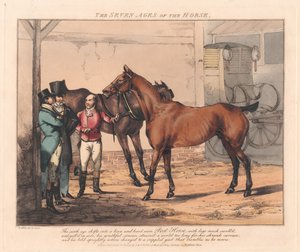 Satz von sieben: Die sieben Lebensalter des Pferdes