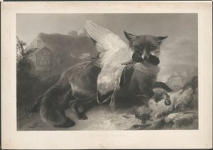 Gerade gefangen: ein Fuchs hat eine Ente geraubt. Nach R. Ausdell. Mit Adresse von Gambart