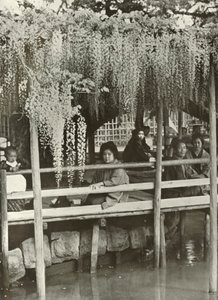 Ein Glyzinienlaubengang in Kameido, 1910 von Herbert Ponting