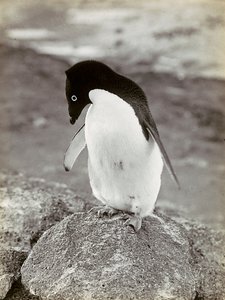 Ein Pinguin in der Antarktis von Herbert Ponting