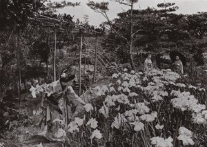 Im Irisgarten in Hori-kiri von Herbert Ponting
