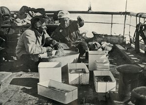 Lillie und Dr. Levick sortieren einen Schleppnetzfang, ca. 1910-1913, 1913 von Herbert Ponting