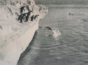 Pinguine tauchen, um 1911, 1913 von Herbert Ponting