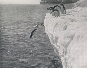 Tauchende Pinguine, ca. 1911, 1913 von Herbert Ponting