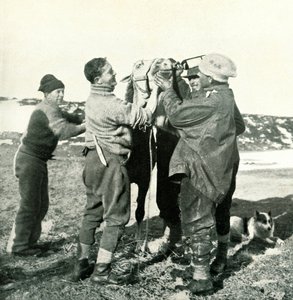 Pony trinkt Whisky, 8. Februar, 1911 von Herbert Ponting