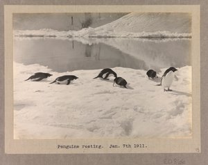 Sechs Adelie-Pinguine ruhen auf dem Eis