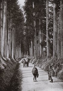 Die Kryptomerienallee in Nikko (s/w Foto)
