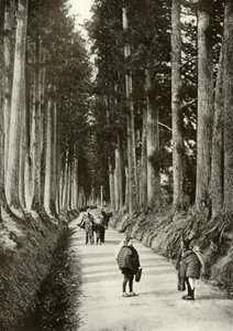 Die Kryptomerien in Nikko, 1910