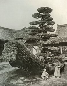 Die Kiefer-Junk am Kinkakuji, 1910 von Herbert Ponting