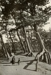 Die Kiefern von Shizu-Ura, 1910 von Herbert Ponting
