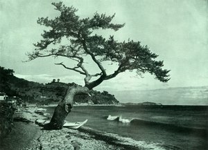 Der Baum und die Welle von Herbert Ponting