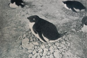 Dieser Pinguin hat einen fleißigen Partner, ca. 1911, 1913 von Herbert Ponting