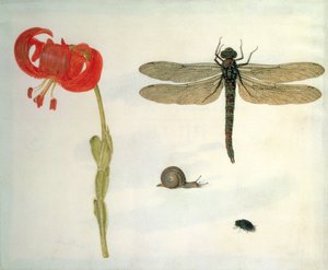 Studie einer roten Tigerlilie, einer Schnecke, eines Käfers und einer Libelle