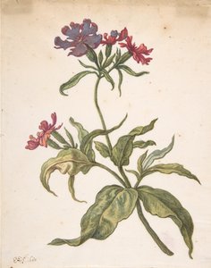 Studie einer roten Lichtnelke Lychnis hirsuta, 1680 von Herman Saftleven the Younger