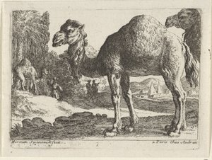 Kamele von Herman van Swanevelt