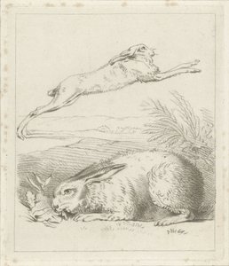 Hase und Kaninchen