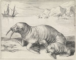Walross bei Spitzbergen von Hessel Gerritsz