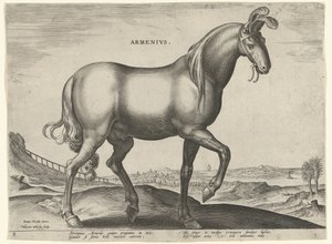 Pferd aus Armenien