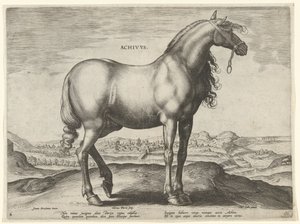 Pferd aus Griechenland (Achivus)
Pferderassen aus den königlichen Ställen von Don Juan von Österreich (Serientitel)