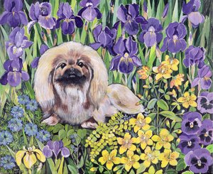 Peke im Blumenbeet