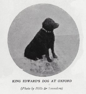 Der Hund von König Edward VII. an der Universität Oxford von Hills and Saunders