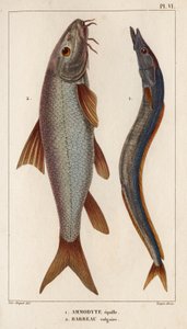 Ammodyte equille und gemeiner Barbe. „Fauna der Ärzte oder Geschichte der Tiere und ihrer Produkte von Hippolyte Cloquet“ - Band 6 - 1825 von Hippolyte Cloquet