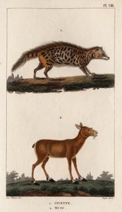Zibet und Moschus. „Fauna der Ärzte oder Geschichte der Tiere und ihrer Produkte von Hippolyte Cloquet“ - Band 6 - 1825 von Hippolyte Cloquet