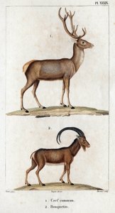 Gemeiner Hirsch und Steinbock. aus „Fauna der Ärzte oder Geschichte der Tiere und ihrer Produkte von Hippolyte Cloquet“ - Band 6 - 1825 von Hippolyte Cloquet