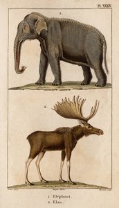 Elefant und Elan. aus „Fauna der Ärzte oder Geschichte der Tiere und ihrer Produkte von Hippolyte Cloquet“ - Band 6 - 1825 von Hippolyte Cloquet