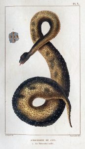 Java-Akrochord. Seine isolierten Tuberkel. Fauna der Ärzte oder Geschichte der Tiere und ihrer Produkte von Hippolyte Cloquet - Band 6 - 1825. von Hippolyte Cloquet